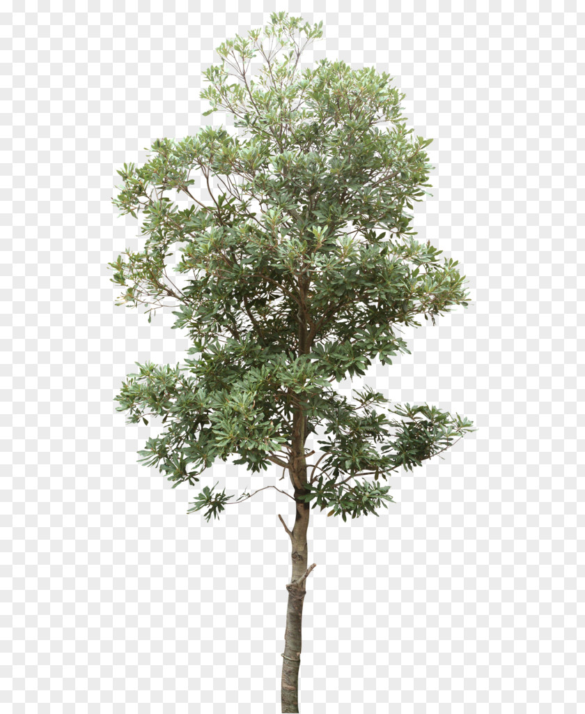 Trees Tree Computer File PNG