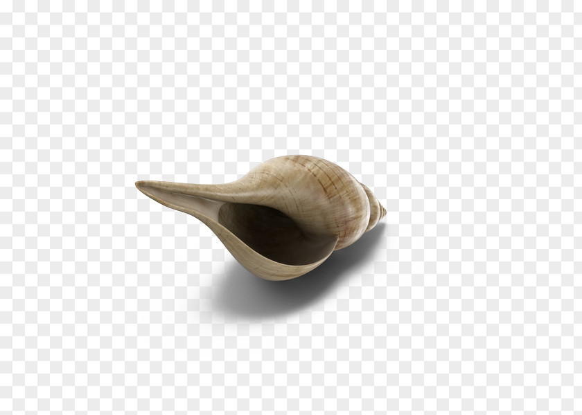 Tulip Shell Cockle Clam Download PNG