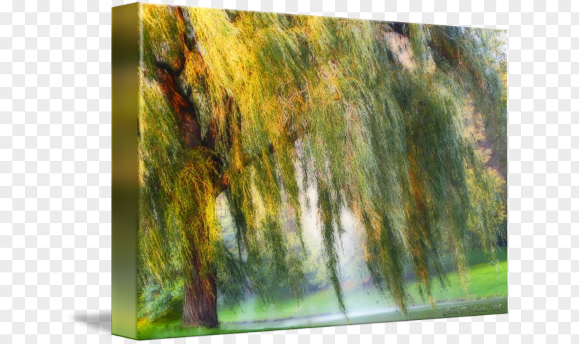 Willow Trea Painting Tree Weeping Art Impressionism PNG