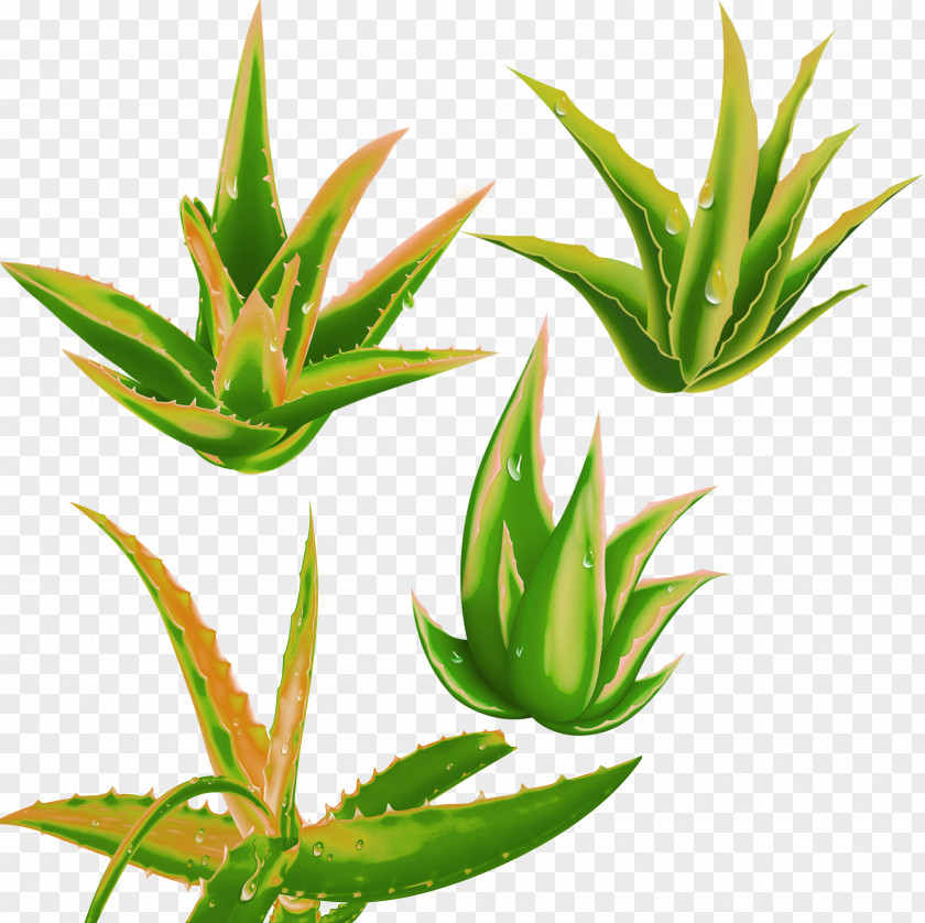 Aloe Decorative Pattern 8825 Desktop Wallpapers Vera Plant PNG