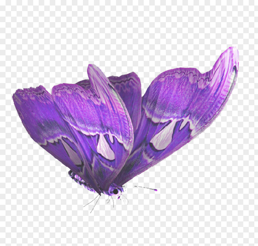Butterfly PhotoScape PNG