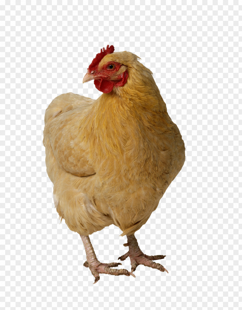 Chicken Broiler Image Poultry PNG