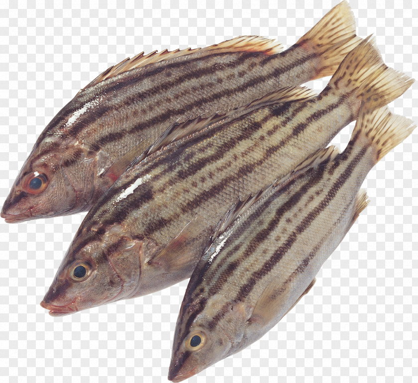 Fish Capelin Photography PNG