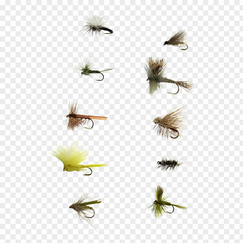 Flying Nymph Insect Membrane PNG