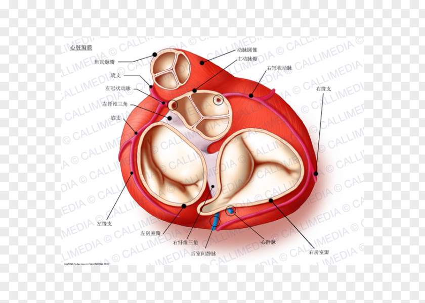 Heart Valve Anatomy Aortic Aorta PNG