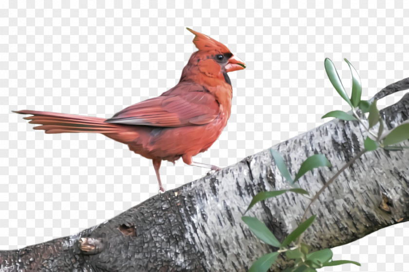 Songbird Perching Bird Northern Cardinal Beak PNG