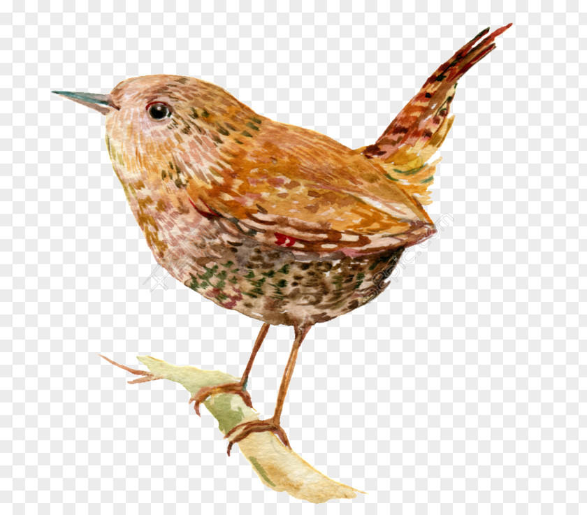Wren Bird Illustration Image Stock Photography PNG