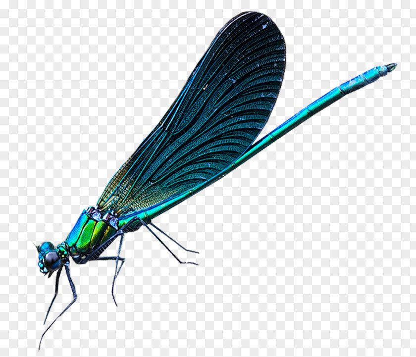Dragonfly Net-winged Insects Damselflies Insect Wing PNG