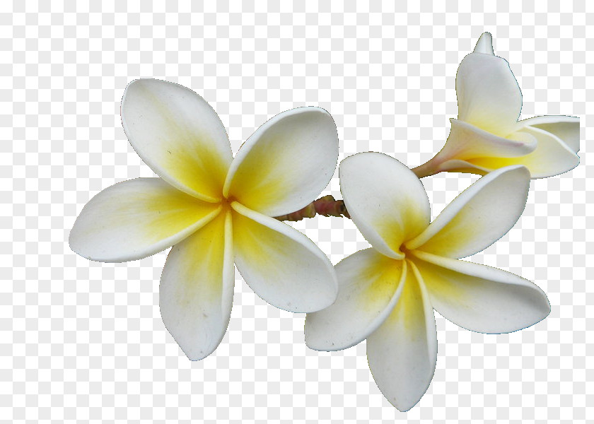 Frangipani Essential Oil Aroma Compound Fragrance PNG