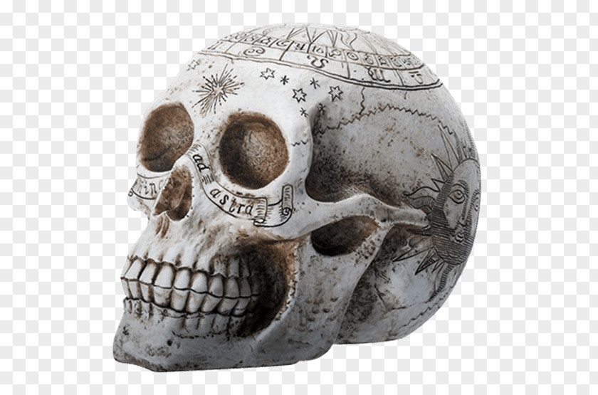 Hand-painted Skull Resin Casting Skeleton Alchemy PNG
