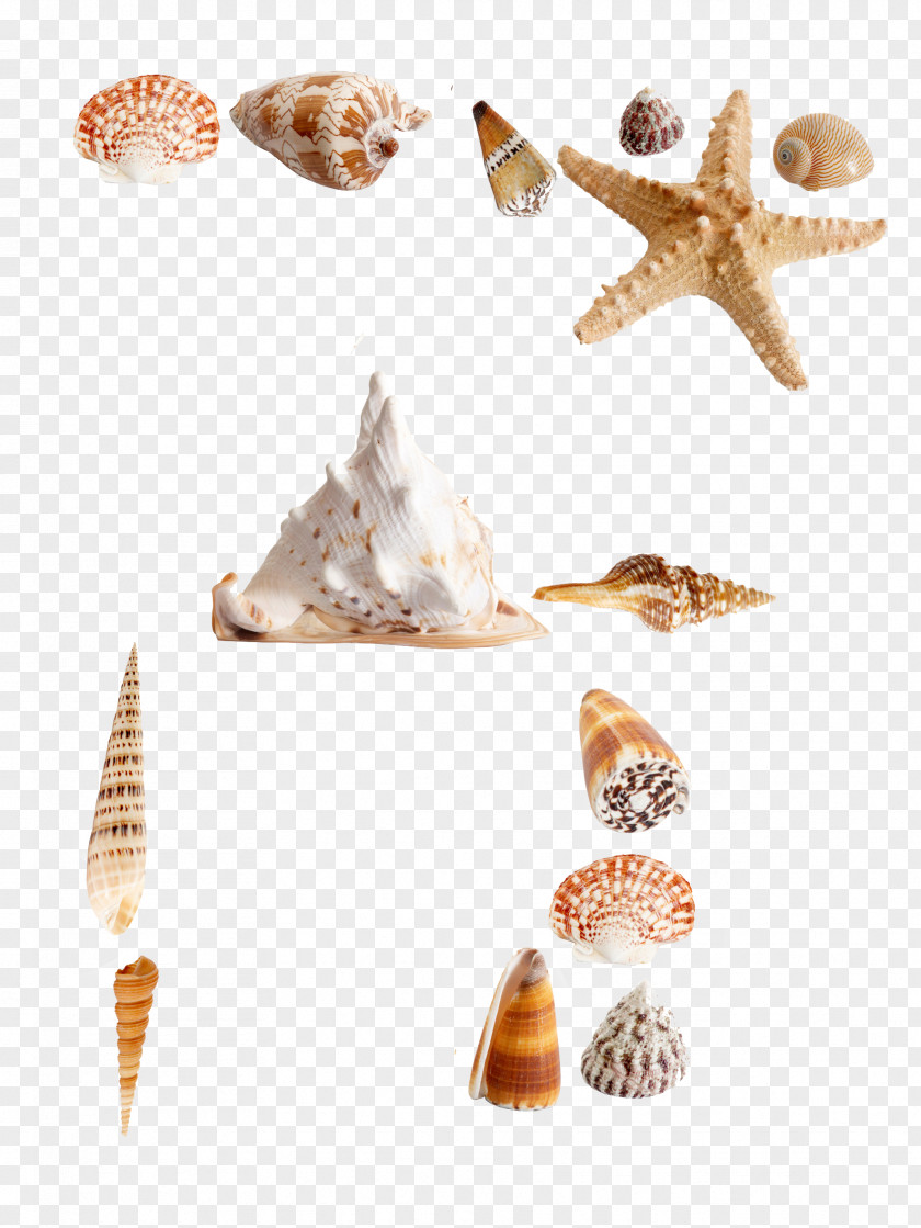 Marine Shellfish Sea Urchin Seashell Euclidean Vector PNG