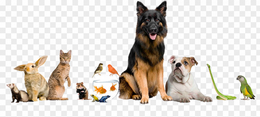 Pet Care Plus Dog Cat Psychic Animal PNG