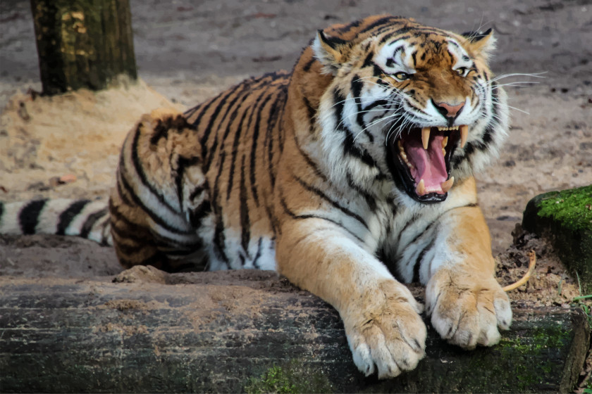 Tiger Sumatran Siberian Bengal Cat Felidae PNG
