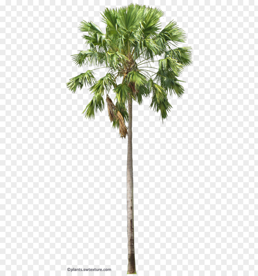 Tree Asian Palmyra Palm Arecaceae Saribus Rotundifolius Livistona Areca PNG