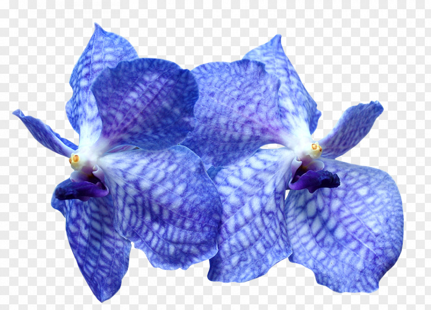 Flower Orchids Blue Tulip Plant Symbolism PNG