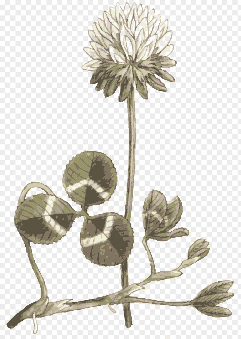 Flower Plant Stem Globe Thistle Perennial PNG