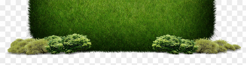 Grass Green PNG