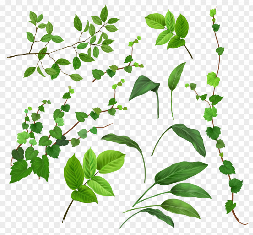Green Leaves Vine Plant PNG