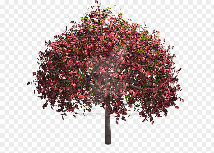 Hedge Shrub Tree Plant PNG