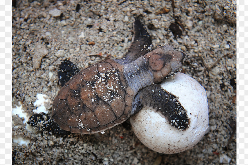 Turtle Hawksbill Sea Common Snapping Egg PNG