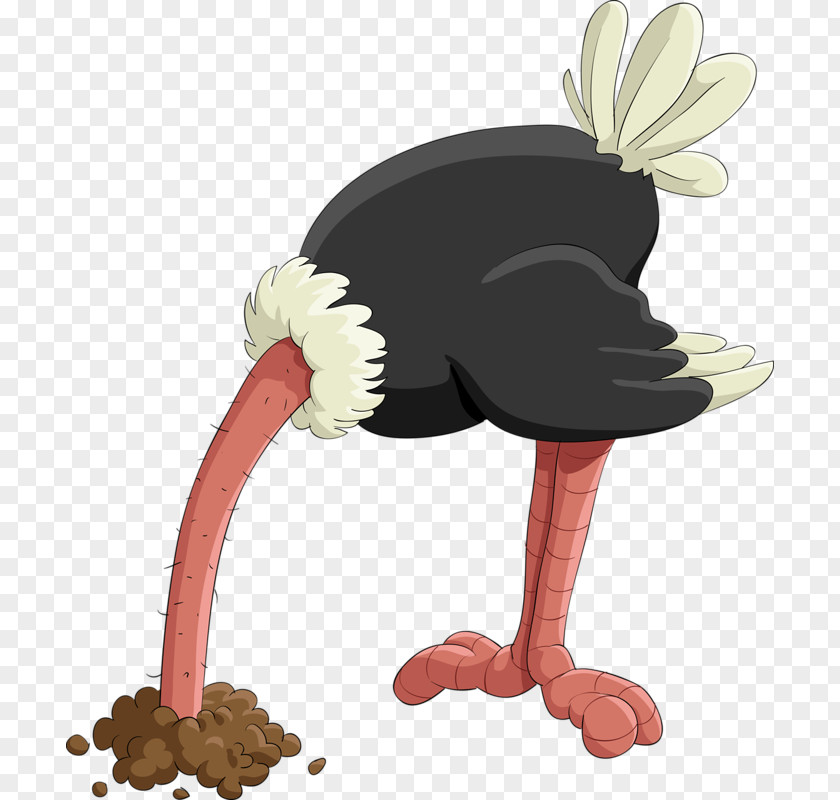 An Ostrich Common Stock Photography Illustration PNG