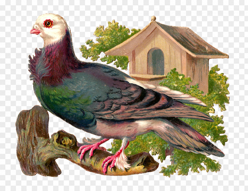 Fly Pigeons Bird Nest Box Clip Art PNG