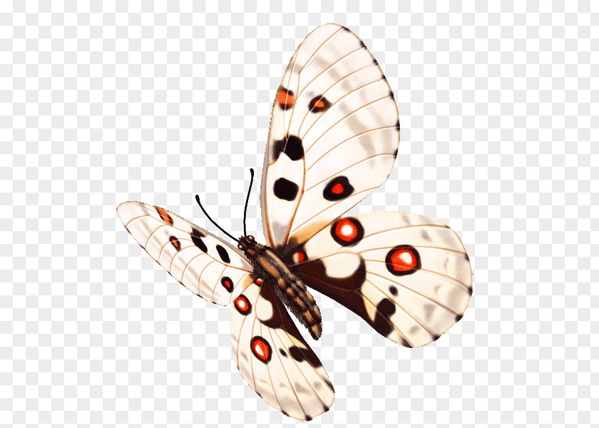 Headdress Glasswing Butterfly Insect Image PNG