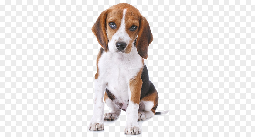 Puppy Beagle Greeting & Note Cards Birthday Gift PNG