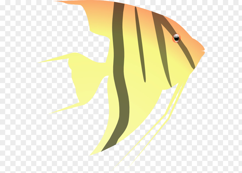 Angel Art Pictures Pterophyllum Altum Tropical Fish Clip PNG