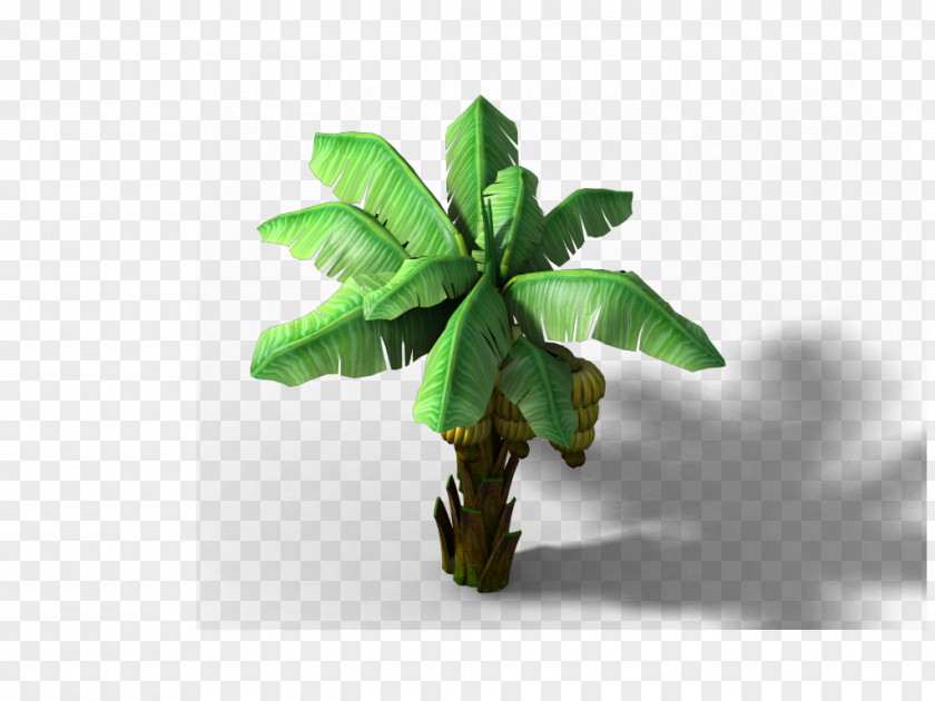 Banana Musa Basjoo Download PNG