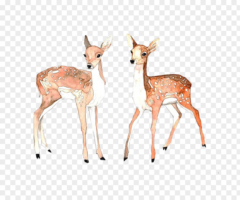Deer Formosan Sika Icon PNG