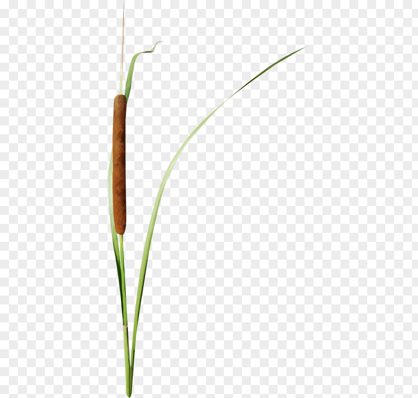 Lakeside Grasses Herbaceous Plant Stem Lawn PNG