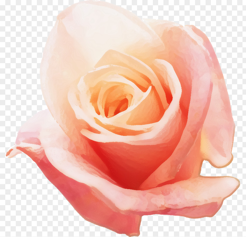 Lust Garden Roses Cabbage Rose China Floribunda 体臭 PNG