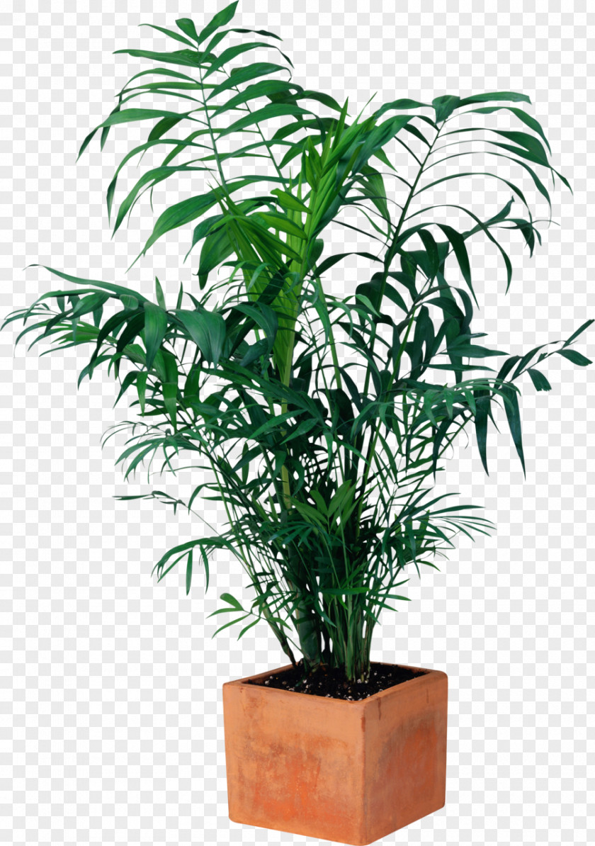 Pot Plant Ravenea Ornamental Houseplant Flowerpot Bench PNG