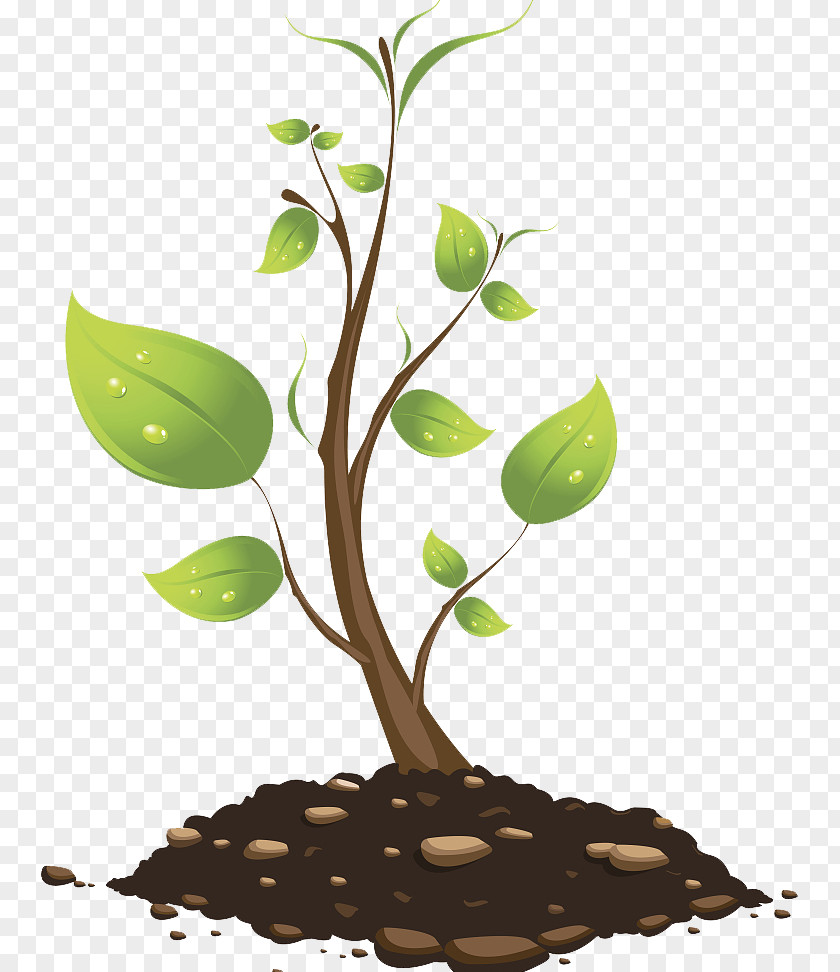 Tree Vector Branch Euclidean Plant PNG