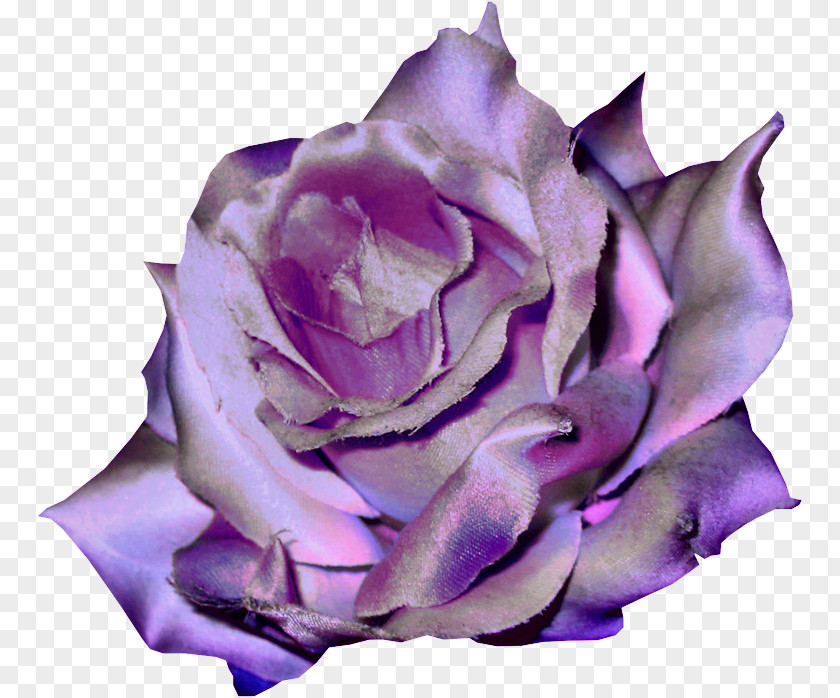 Violet Garden Roses Flower Clip Art PNG