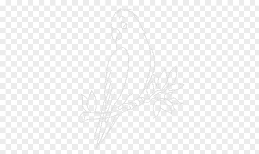 Bird On Tree Feather Drawing Sketch PNG