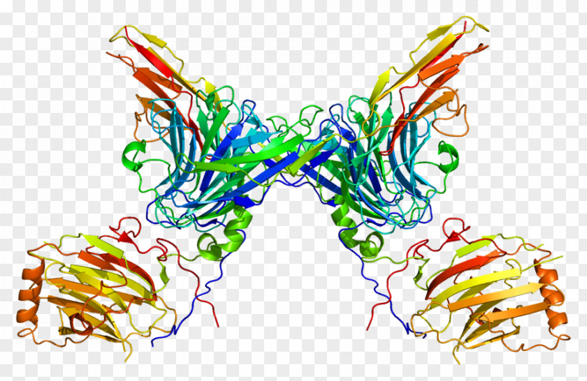 Cell Membrane AXL Receptor Tyrosine Kinase Protein PNG