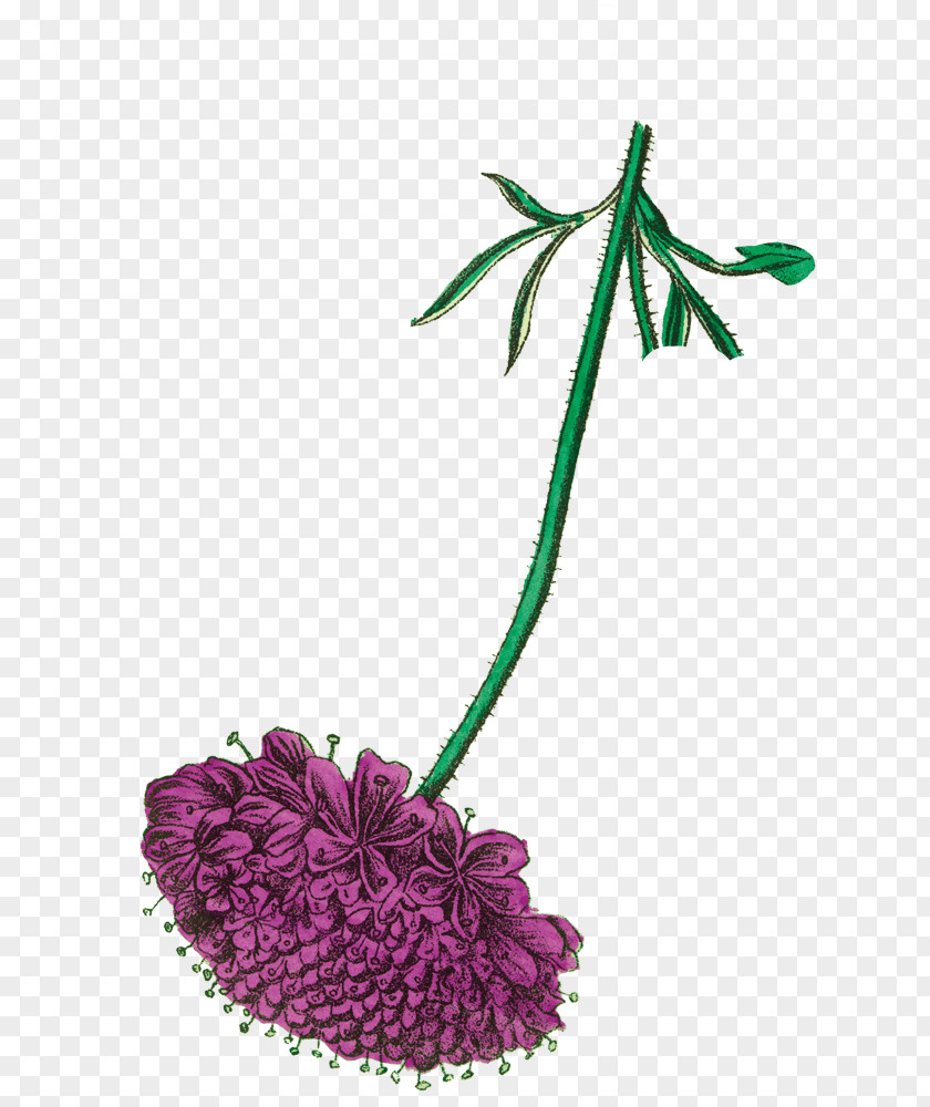 Flower Fly Cut Flowers Firefly Tonics YouTube Plant PNG