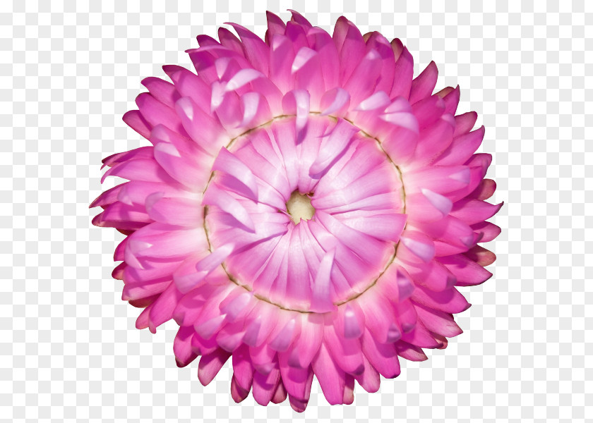 Flower Strawflower Zinnia Stock Photography Pink Flowers PNG