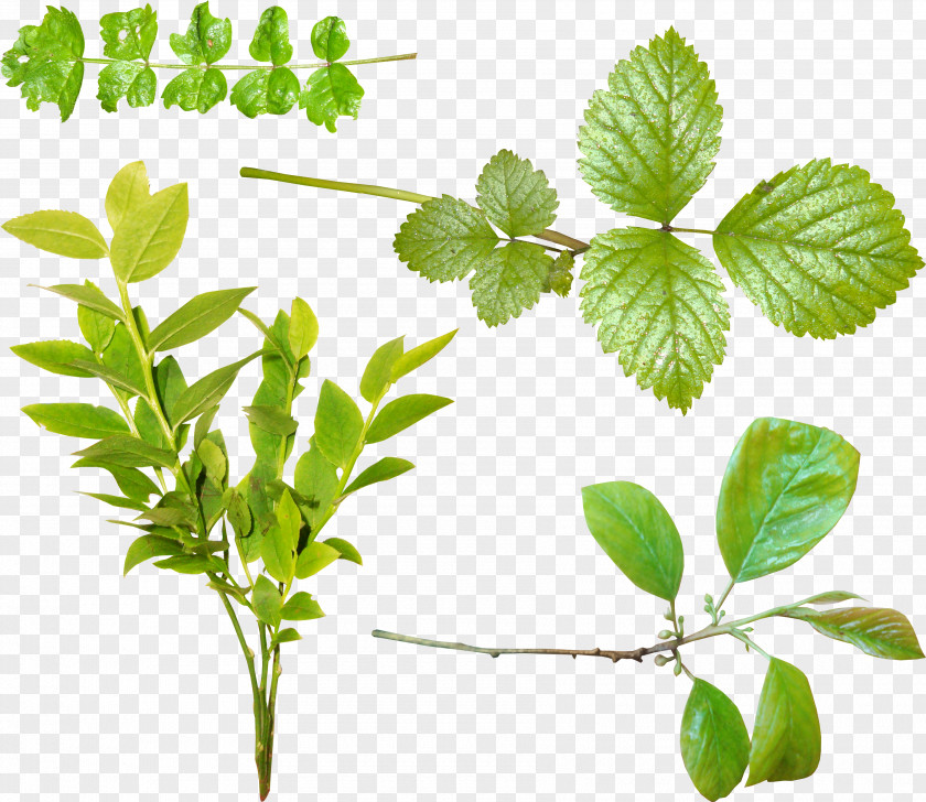 Leaf Green Tea Tree Clip Art PNG