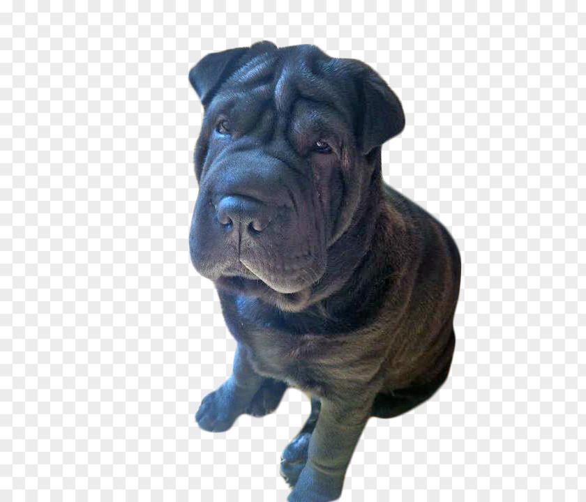 Shar Pei Ori-Pei Dog Breed Non-sporting Group (dog) PNG