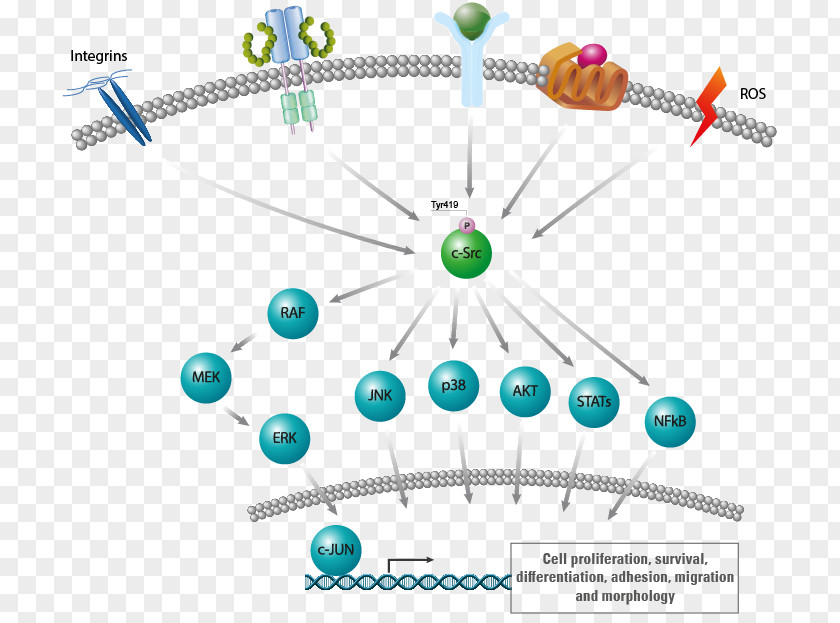 Proto-oncogene Tyrosine-protein Kinase Src Family Tyrosine FYN PNG