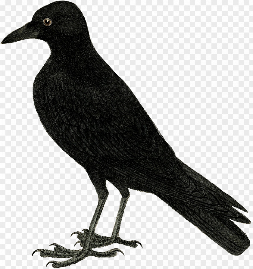 We Are Waiting For You Drawing Crow Clip Art PNG