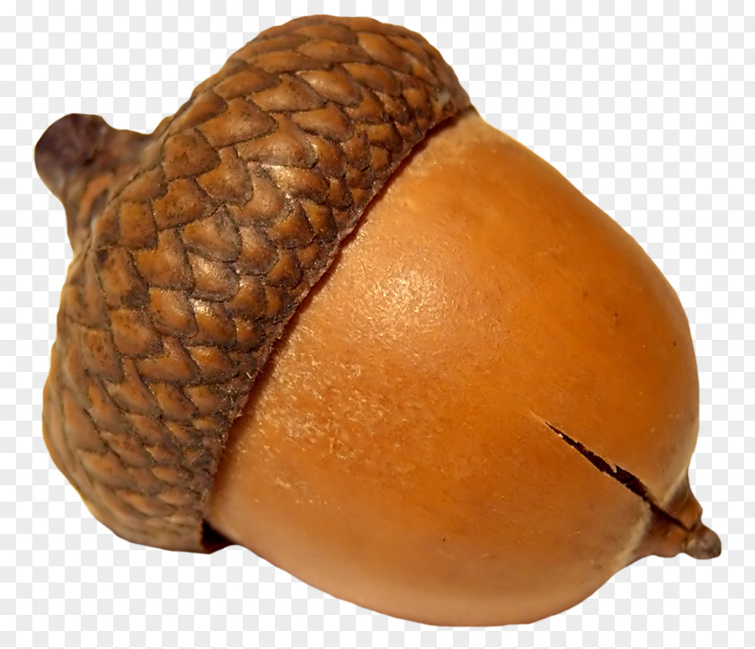 Acorn Oak Clip Art Image PNG