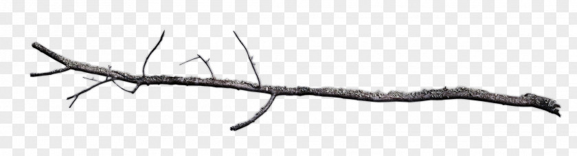 Branch Twig Line Plant PNG