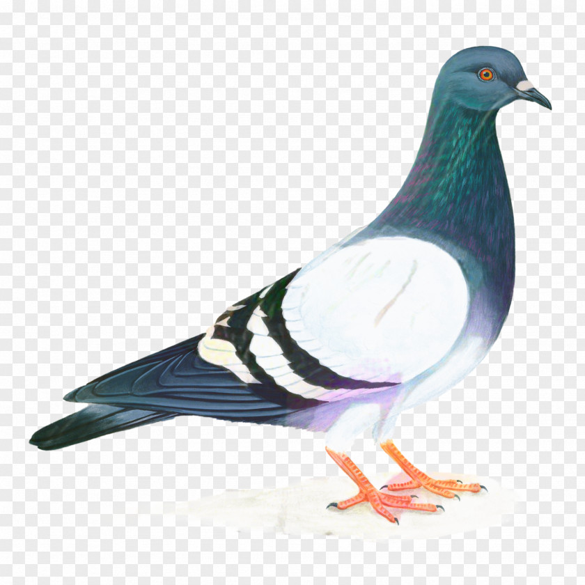 Feather Stock Dove Bird PNG