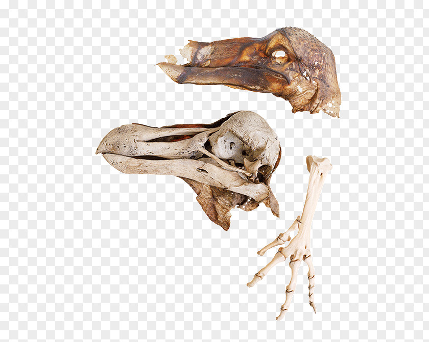 Skull Skeleton /m/083vt Wood Organism PNG