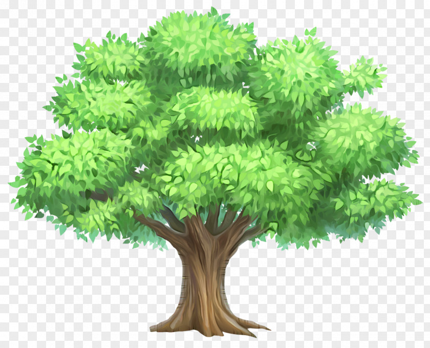 Tree Plant Green Grass Leaf PNG