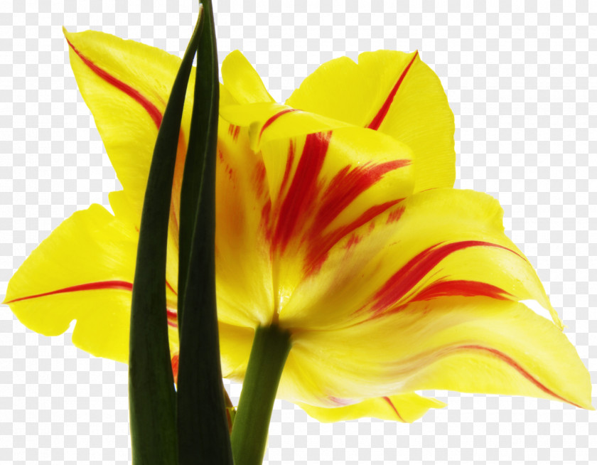 Tulip Cut Flowers Hippeastrum Plant PNG